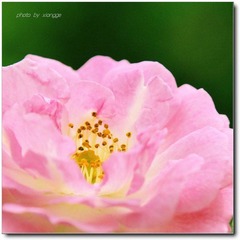 花蕊