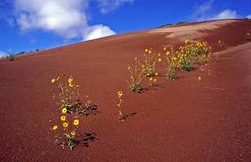 火山熔岩形成的海滩