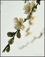 春花摇曳