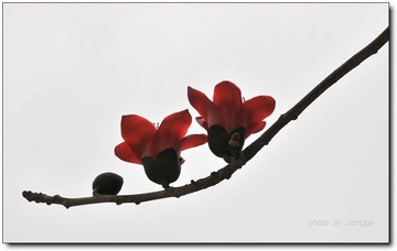 木棉花