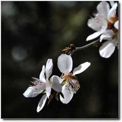 山桃花