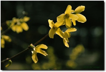 迎春花