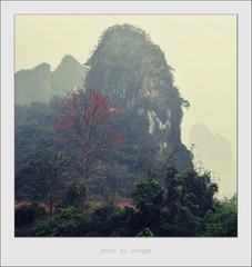 山下的木棉花