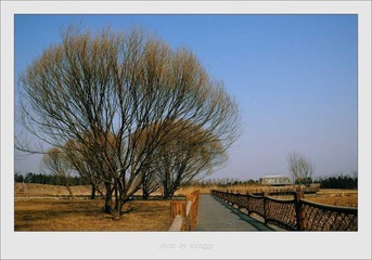 柳树和栈道