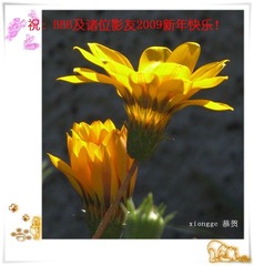 2009年贺卡