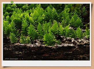 武夷山植被