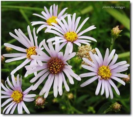 IMG_1135