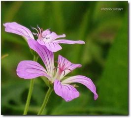 姐妹花2