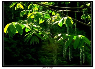山胡桃花