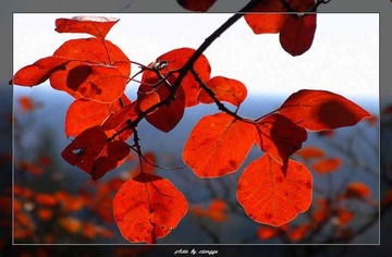 霜叶红于二月花2