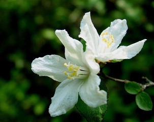 太行花