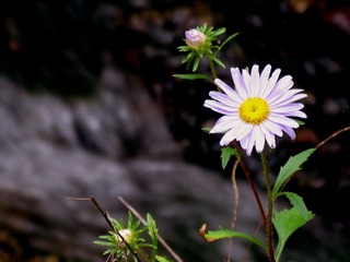 野菊花
