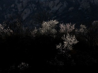 野杏花