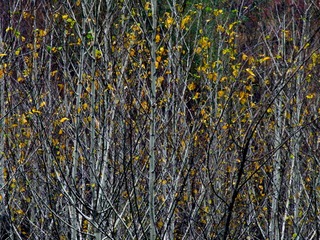 IMG_3202a