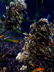 风中芦苇