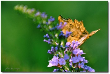 DSC_2698.jpg