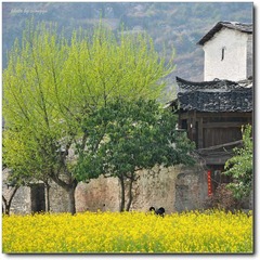 菜花民居