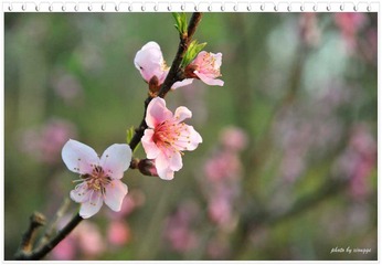 桃花红