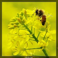 蜂花图