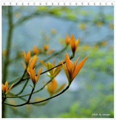 嫩芽