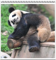 熊猫组图--挠痒痒
