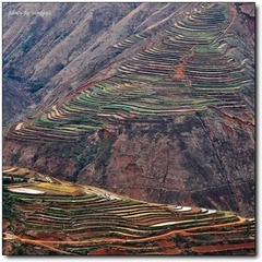 高原梯田