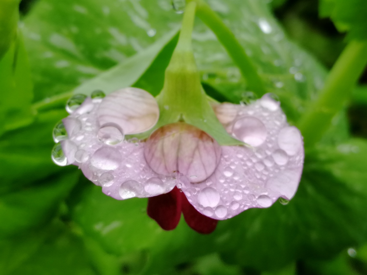 雨后豌豆花