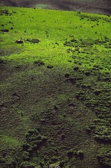 DSC_1384-