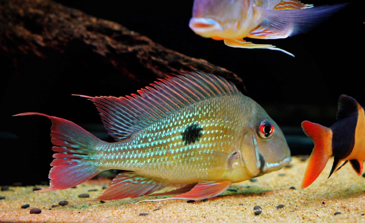 委内瑞拉血衣关刀