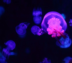 _MG_0982-2