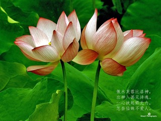 花开并蒂带诗