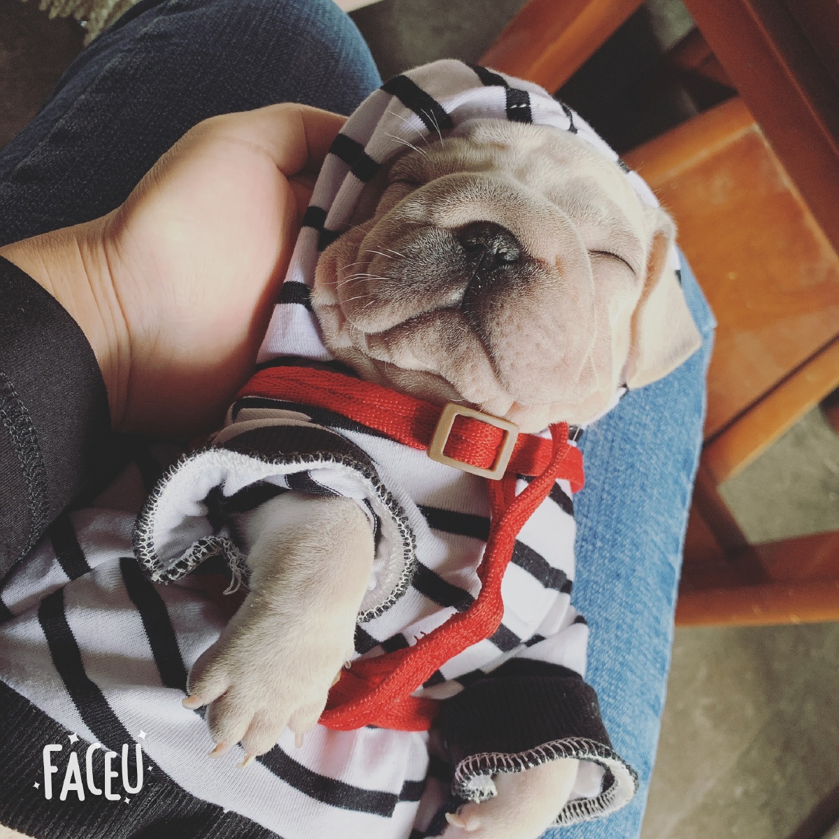 2016宠物用品进货渠道,网购或送货也可以合作吗?