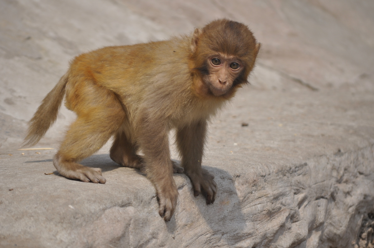 河南五龙口猴子