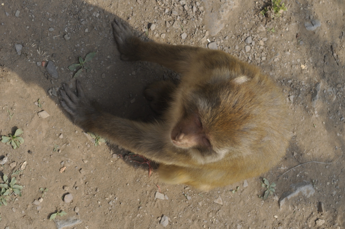 河南五龙口猴子