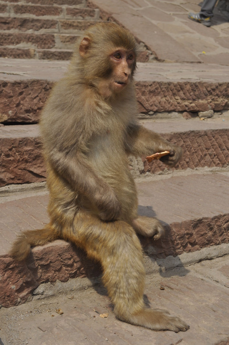 河南五龙口猴子