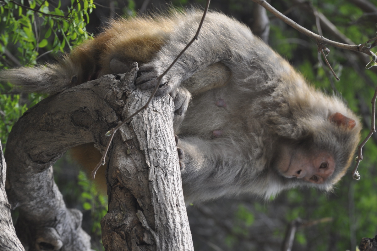 河南五龙口猴子