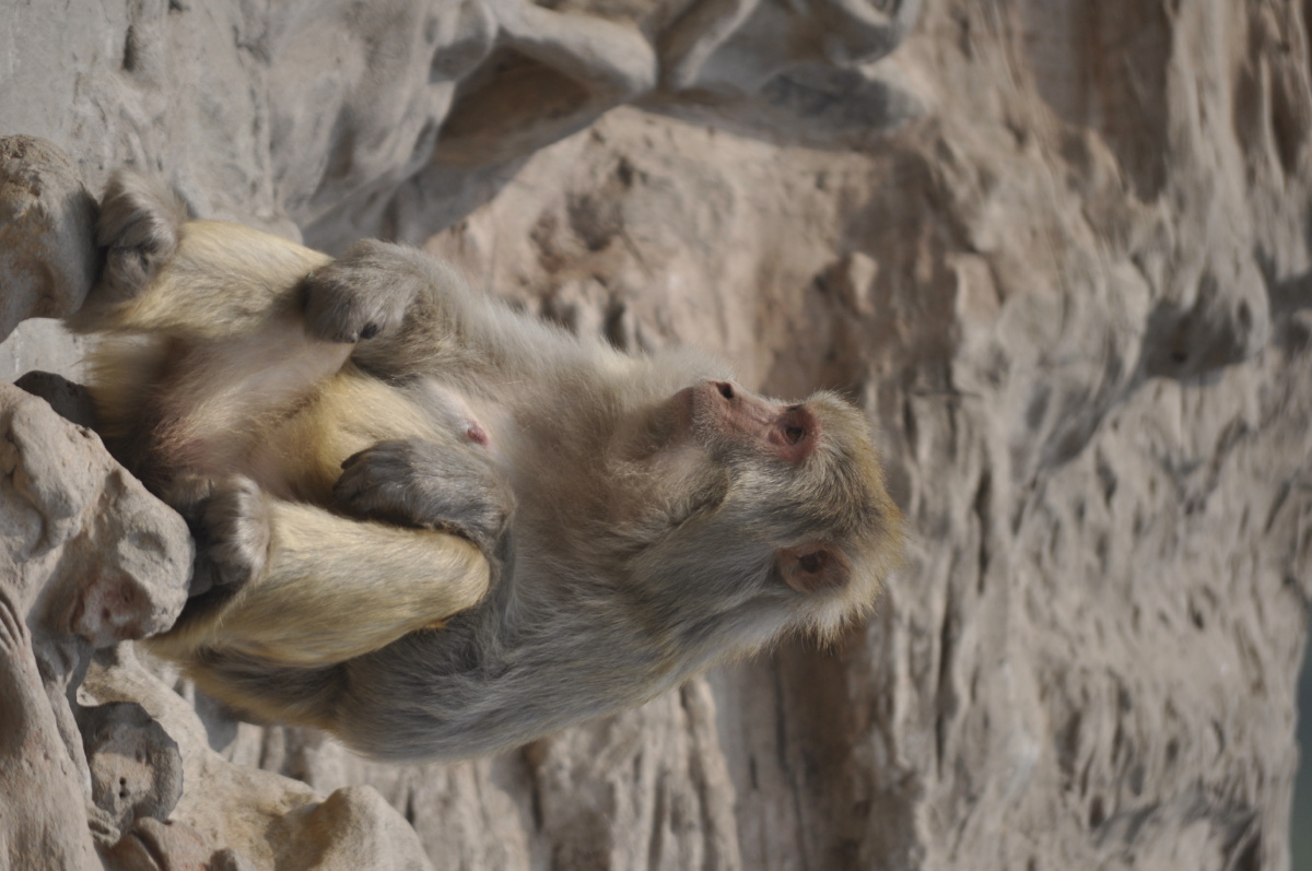 河南五龙口猴子