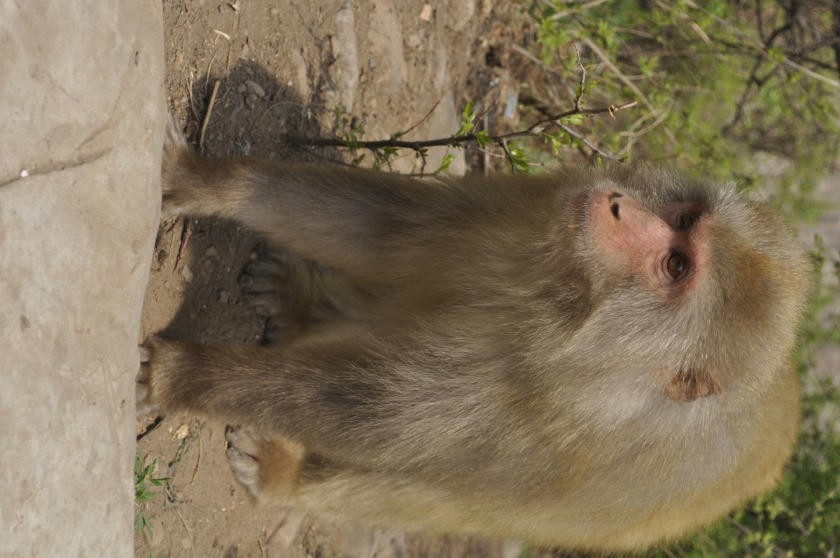 河南五龙口猴子