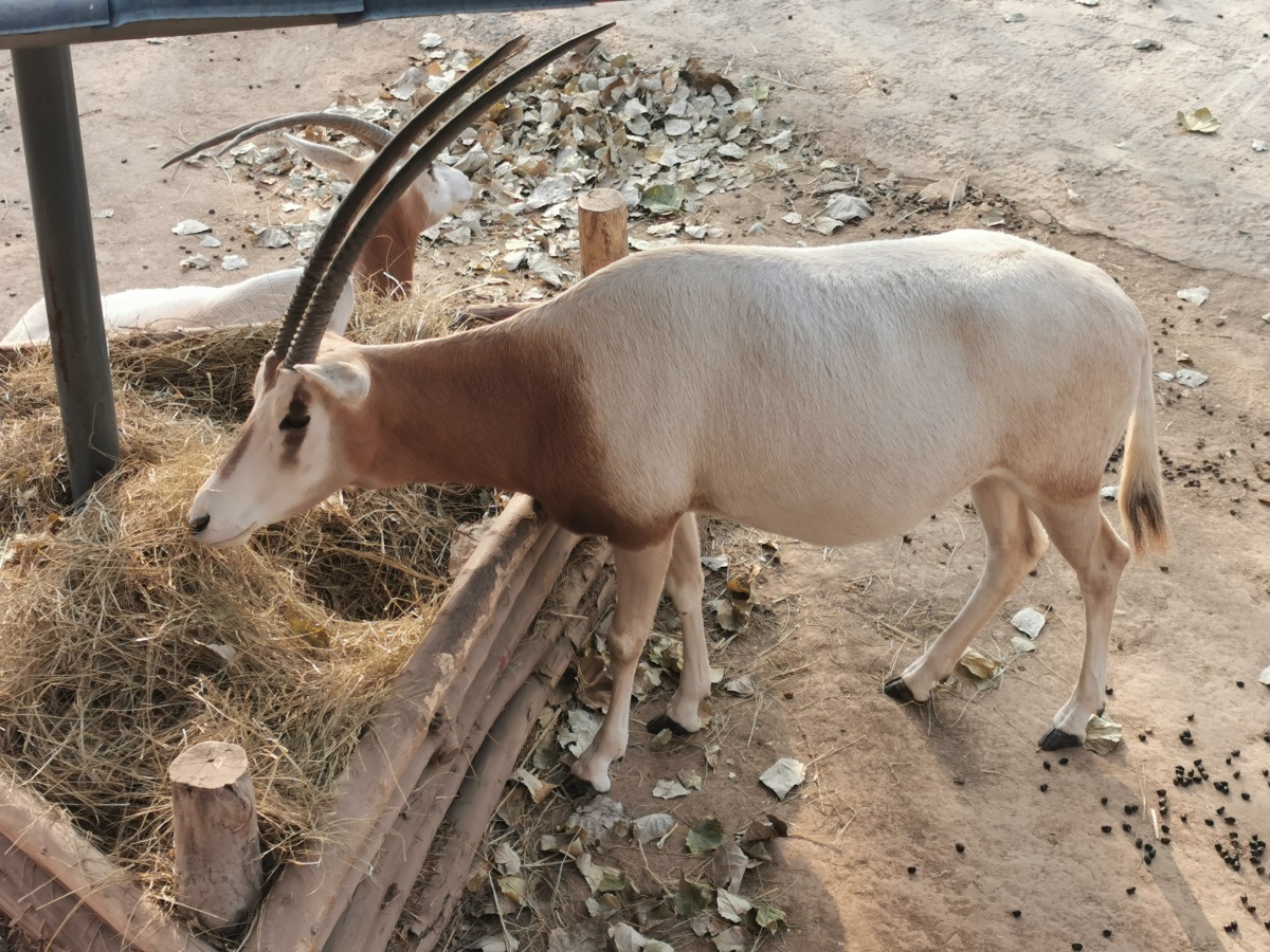 弯角剑羚这种羚羊过去曾被用作食物来源,但如今它最有价值的贡献可能