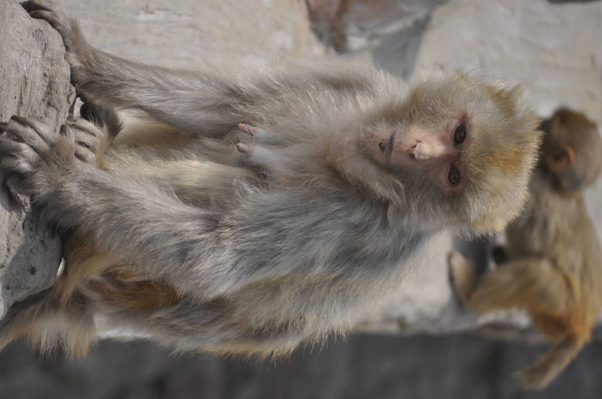 河南五龙口猴子