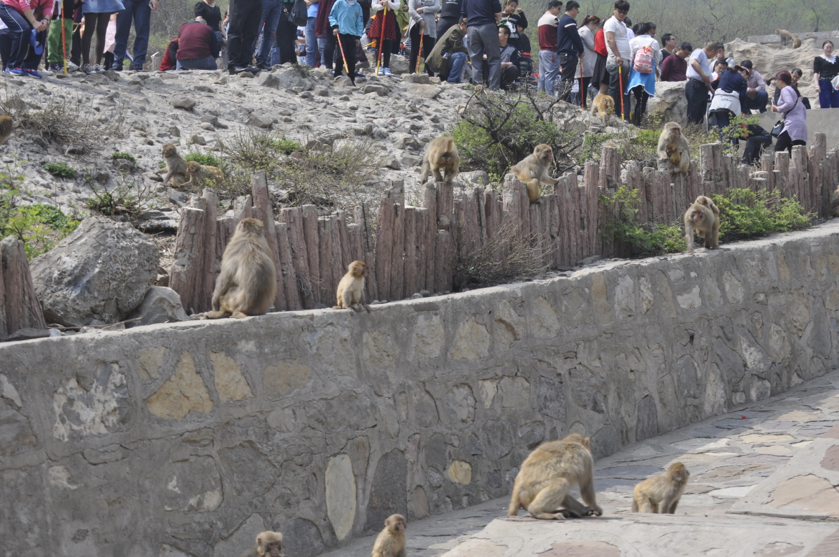 河南五龙口猴子