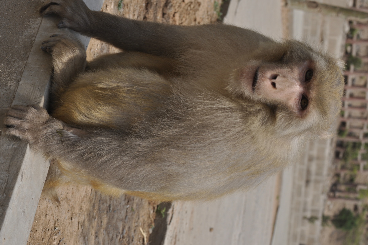 河南五龙口猴子