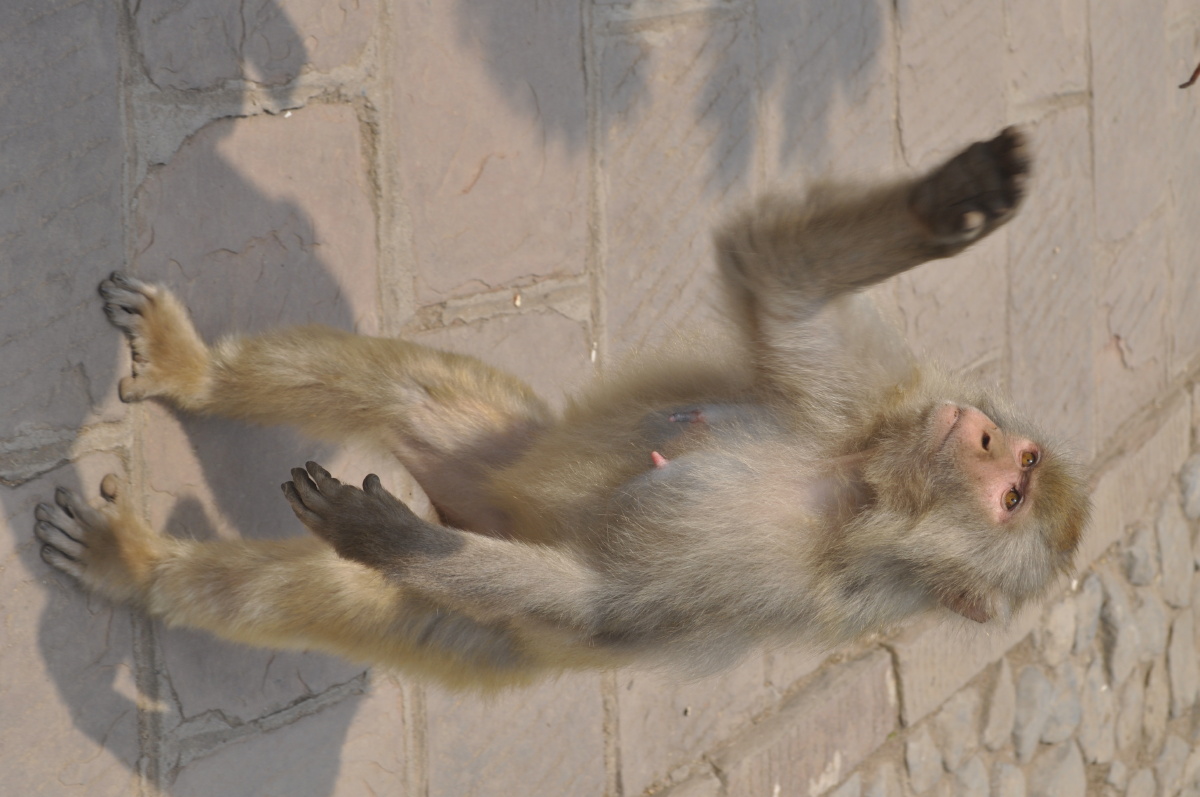 河南五龙口猴子