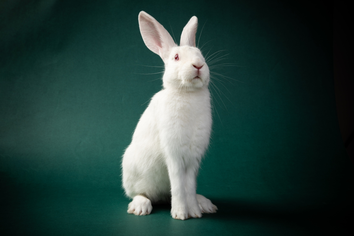 我是小白兔兔斯基 - 摄影大俊