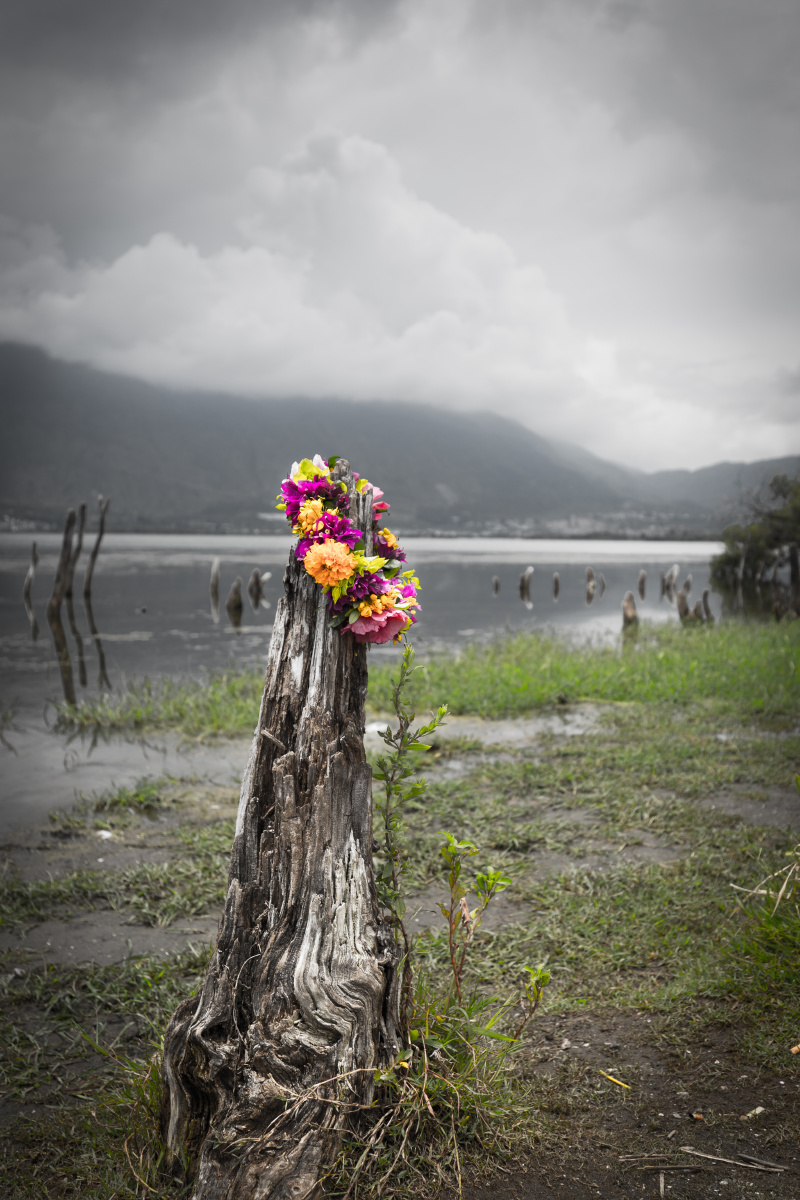 鲜花易逝独木难支