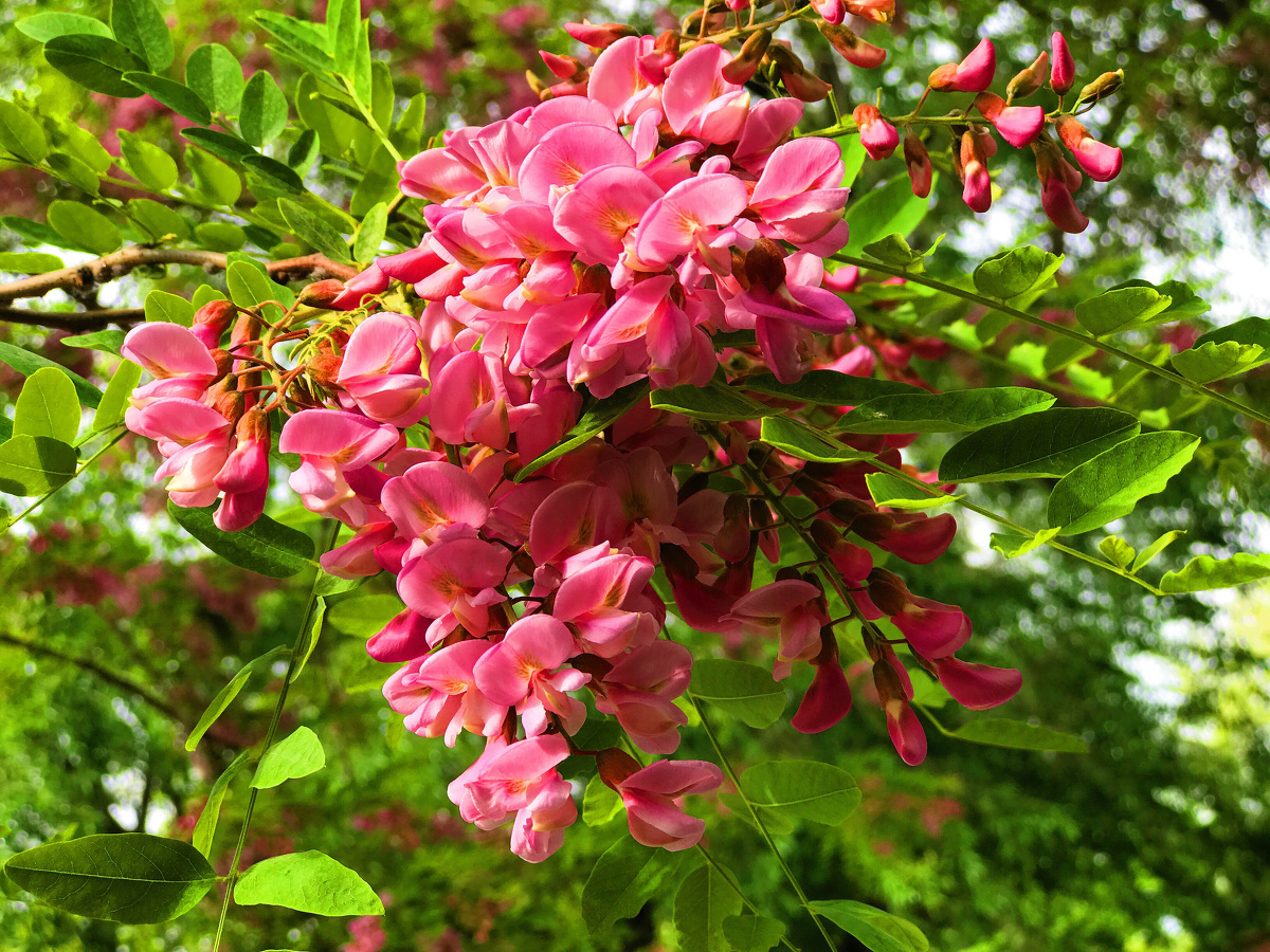 美丽的红色的槐花树