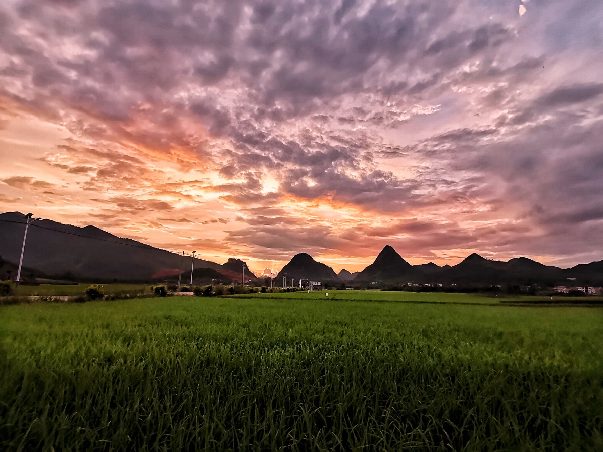 夏季傍晚的稻田