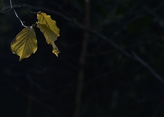 _DSC5582