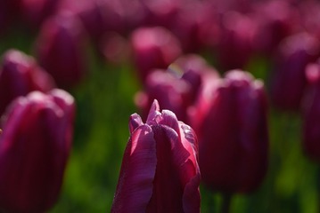 _DSC9279