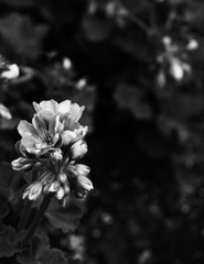 _DSC2447